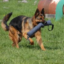 Concours canin d'Obéissance